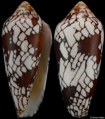 Conus episcopatus (Madagascar, 83,4mm)