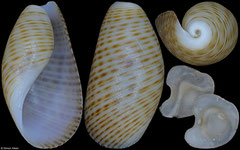 Scaphander japonicus (Philippines, 8,8mm) F+++ €5.50 (specimens for sale are 8-10mm and are of the same quality as the specimen illustrated)