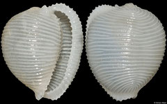 Trivellona globulus (Philippines, 11mm)