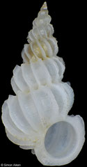Epitonium vestale (Philippines, 5,8mm)