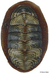 Onithochiton neglectus (New Zealand, 26,2mm)
