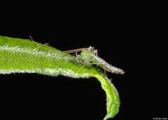 Non-biting midge (Chironomidae sp.), Fianarantsoa, Madagascar