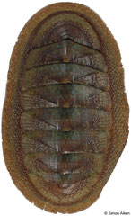 Ischnochiton australis (Tasmania, Australia, 23,8mm)
