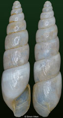 Prosopeas turricula (Laos, 18,0mm)