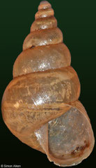 Gittenedouardia cf. rufoniger (Madagascar, 14,3mm)