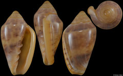 Marginella tagaroae (South Africa, 24,0mm)
