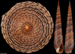 Duplicaria timcordelli (Western Australia, 79,1mm) F+++ €35.00