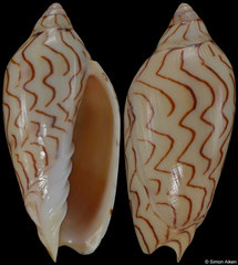 Amoria macandrewi (Queensland, Australia, 44,0mm)