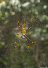 Golden orbweaver (Nephila clavipes), Greater Antilles