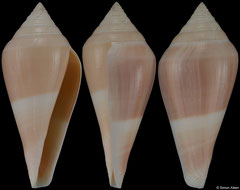 Conus profundorum (Japan, 70,4mm)
