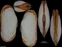 Turneroconcha magnifica (East Pacific Rise, 114,4mm)
