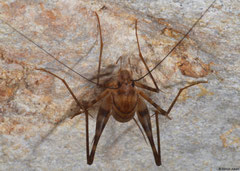 Cave cricket (Rhaphidophoridae sp.), Kampong Trach, Cambodia