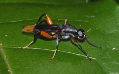 Soldier fly (Prosopochrysini sp. nov.), Andasibe, Madagascar