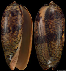 Oliva flammeacolor (India, 91,6mm) F+++ €6.00 (specimens for sale are 87-91mm and are of the same quality as the specimen illustrated)