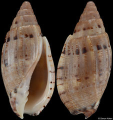 Lyria pauljohnsoni (Madagascar, 34,4mm) F++ €29.00 (specimens for sale are 34-35mm and are of the same quality as the specimen illustrated)