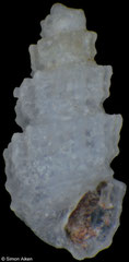 Ividella mendozae (Pacific Mexico, 1,6mm) F++ €5.00 (specimens for sale are 1.4-1.6mm and are of the same quality as the specimen illustrated)