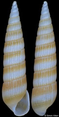 Pyrgolampros sp. (Pacific Mexico, 7,7mm)