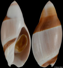 Amalda albocallosa (Japan, 55,3mm)