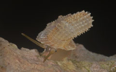 Abbottella moreletiana (Cueva La Arena, Boca del Infierno, Dominican Republic)