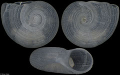 Cyclostremiscus lirulatus (Pacific Mexico, 1,8mm)