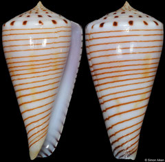 Conus hirasei (Philippines, 51,3mm)