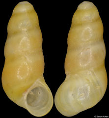 Halistylus columna (Brazil, 5,0mm)