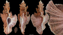 Pterynotus elongatus (Madagascar, 69,5mm)