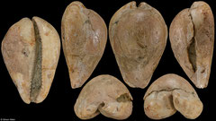 Mandolina pergibba (Torino, Italy, 44,8mm) Langhian (Middle Miocene) fossil