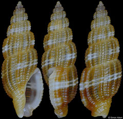 Kermia cf. clathurelloides (Philippines, 13,3mm)