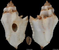 Typhina carolskoglundae (Pacific Panama, 23,1mm)