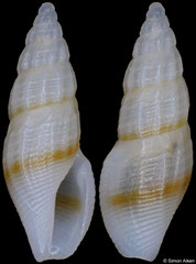 Notocytharella striosa (Pacific Mexico, 6,6mm)