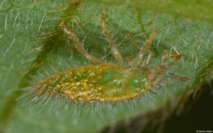 ? nymph, Lakxao, Bolikhamsai Province, Laos