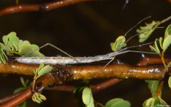 Thread-legged bug (Emesinae sp.), Miary, Madagascar