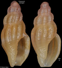 Horaiclavidae sp. (South Africa, 5,6mm, 5,5mm)