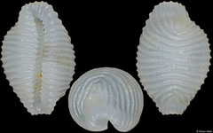 Gregoia mauricetteae (Philippines, 4,1mm)