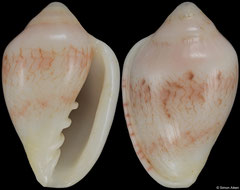 Marginella zulu (South Africa, 26,2mm)