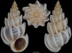 Epitonium simplex (South Africa, 6,0mm)