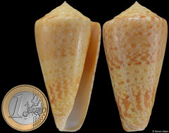 Conus royaikeni (South Africa, 65,6mm)
