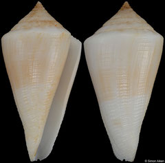 Conus brunneobandatus (Brazil, 35,1mm)