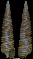 Seila assimilata (Pacific Mexico, 7,9mm) F+++ €4.00 (specimens for sale are 7.0-7.9mm and are of the same quality as the specimen illustrated)