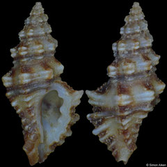 Muricopsis pauxilla (Pacific Mexico, 13,4mm) F++ €14.00 (specimens for sale are approx 13mm and are of the same quality as the specimen illustrated)