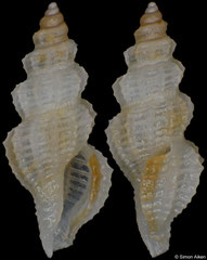 Clathurellidae sp. (Philippines, 4,3mm)
