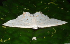 Geometer moth (Scopula sp.), Balut Island, Philippines