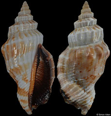 Canarium erythrinum (Madagascar, 34,1mm)