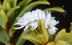 Mealybug ladybird (Cryptolaemus montrouzieri) larva, Perth, Western Australia