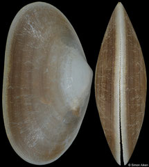 Barrimysia cumingii (Philippines, 27,5mm)