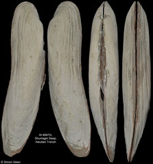 Abyssogena phaseoliformis (Aleutian Trench, 169,6mm)