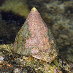 Trochus maculatus (Diani reef, Kenya)
