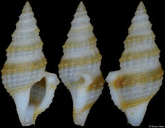Etrema leukospiralis (Philippines, 7,3mm)
