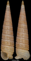 Inella cf. chrysalis (South Africa, 8,1mm) F+++ €12.00